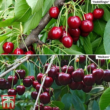 Cherry Patio Duo 'Hedelfinger & Dubbele Meikers' - Image 2