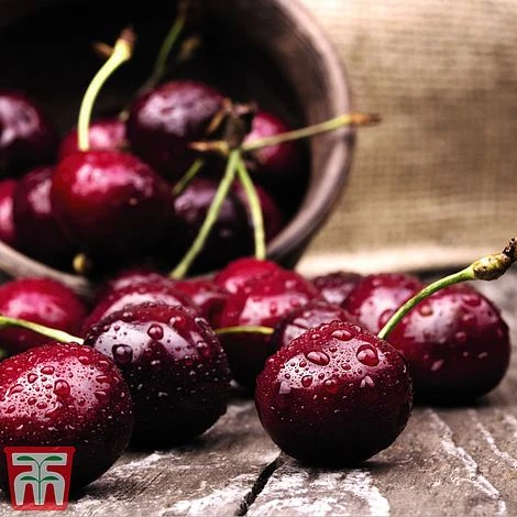 Cherry Duo Patio Fruit Trees