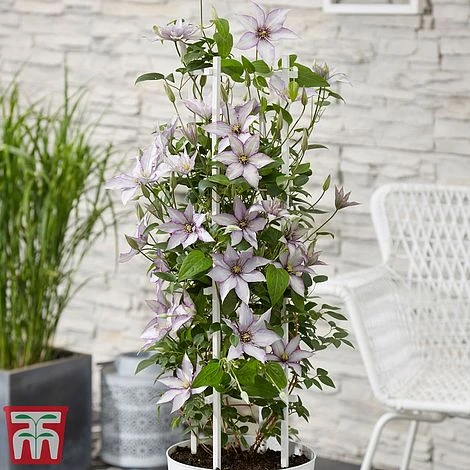 Clematis Patio Collection - Image 2