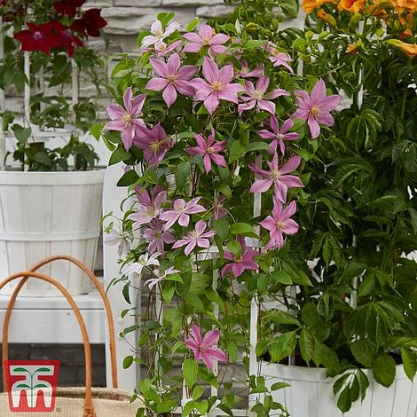 Clematis Patio Collection - Image 4