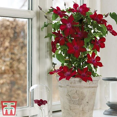 Clematis Patio Collection - Image 6