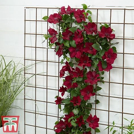 Clematis Patio Collection - Image 7