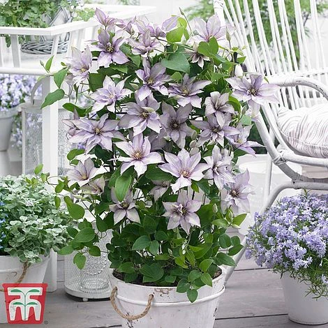 Clematis Patio Collection - Image 8