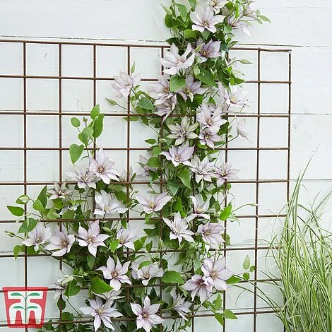 Clematis Patio Collection - Image 9