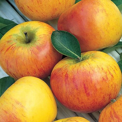 Apple 'Family Apple Tree' - Image 2