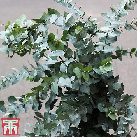 Eucalyptus Gunnii (Standard) - Image 7