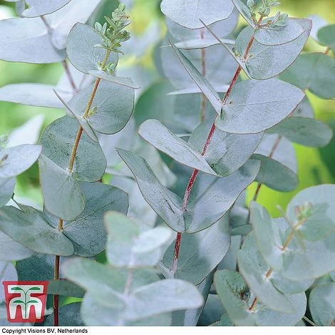 Eucalyptus Gunnii (Standard) - Image 5