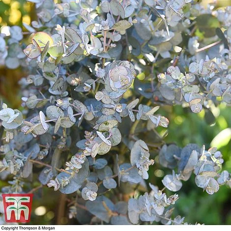 Eucalyptus Gunnii (Standard) - Image 6