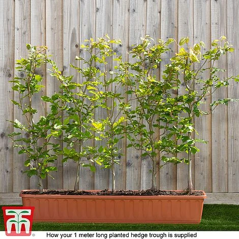 Copper Beech (Hedging) - Image 7