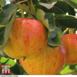 Apple 'Gala' (Mini Fruit Tree)
