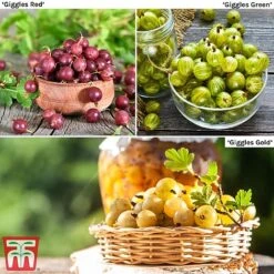 Gooseberry Giggles Collection