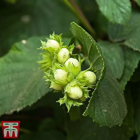 Truffle Tree - Hazel Kentish Cob - Image 3