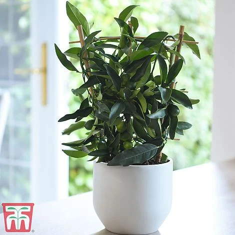 Kumquat - Citrus - Image 2