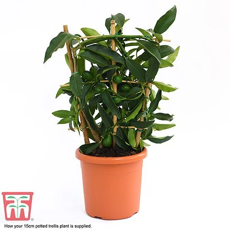 Kumquat - Citrus - Image 4