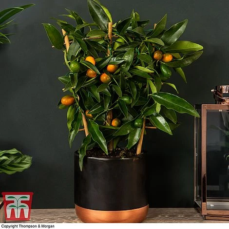 Kumquat - Citrus