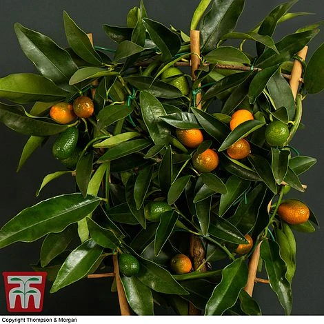 Kumquat - Citrus - Image 3