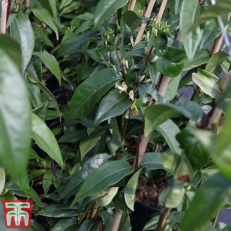 Honeysuckle 'Copper Beauty' - Image 2