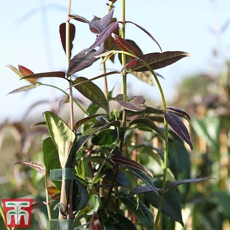 Honeysuckle 'Copper Beauty' - Image 3