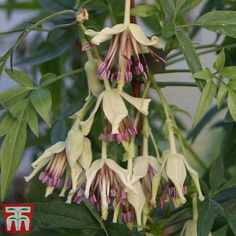 Clematis Napaulensis - Image 3