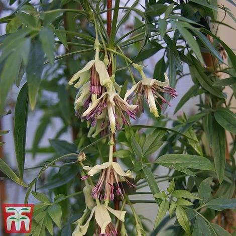 Clematis Napaulensis - Image 4