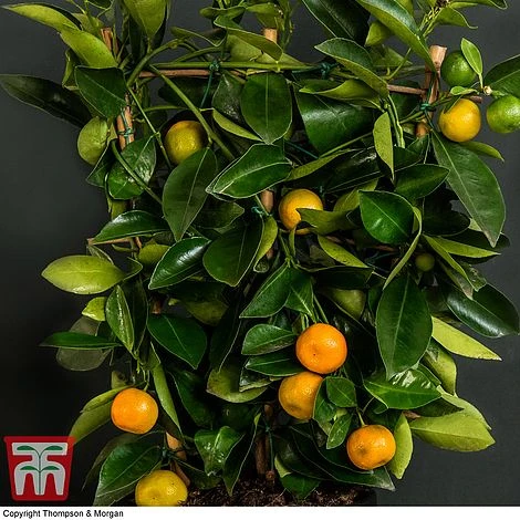 Calamondin Orange - Citrus - Image 3