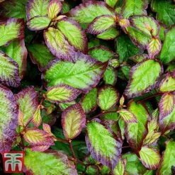 Parrotia Persica 'Persian Spire'