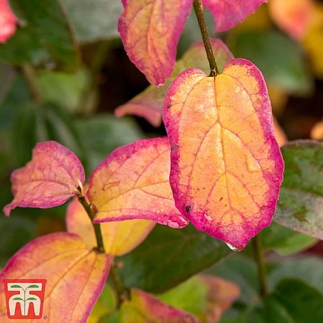 Parrotia Persica 'Persian Spire' - Image 2