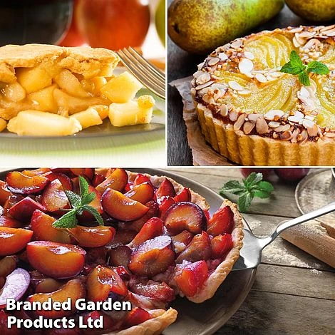 Mini Orchard Trio - Image 3