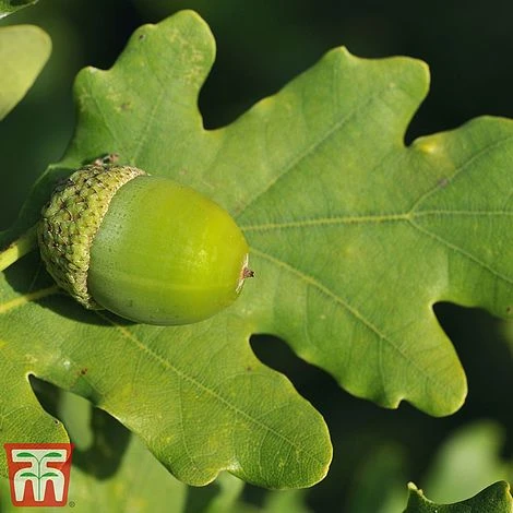 Truffle Tree - Oak - Image 2