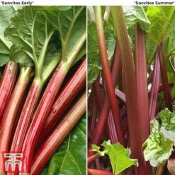 Rhubarb 'Sanvitos&reg;' Duo