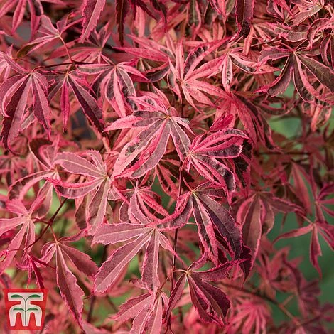 Acer Palmatum 'Shirazz'