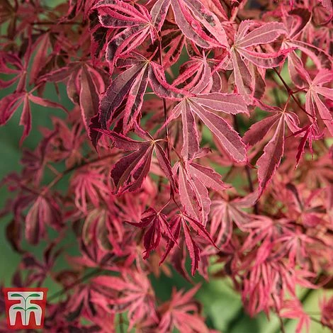 Acer Palmatum 'Shirazz' - Image 2