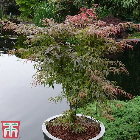 Acer Palmatum 'Shirazz' - Image 3