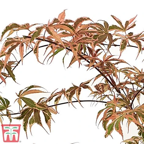 Acer Palmatum 'Shirazz' - Image 4