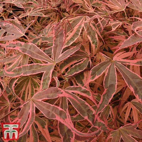 Acer Palmatum 'Shirazz' - Image 5