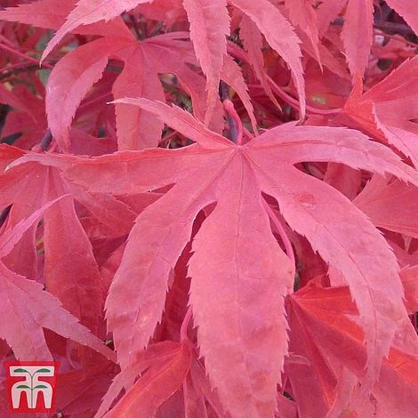 Acer Palmatum 'Shirazz' - Image 6