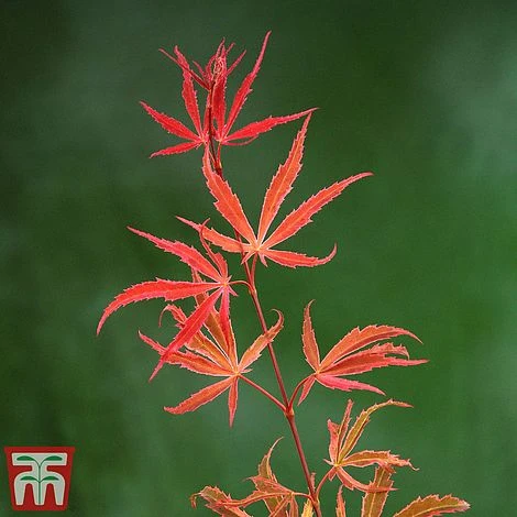 Acer Palmatum 'Shirazz' - Image 8