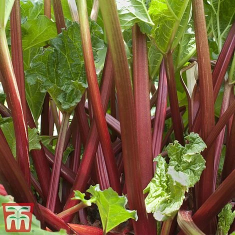 Rhubarb 'Sanvitos® Summer' - Image 2