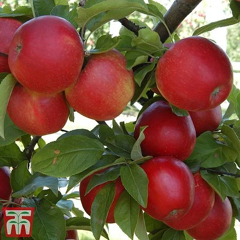 Apple & Pear Duo - Image 2