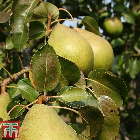 Apple & Pear Duo - Image 3