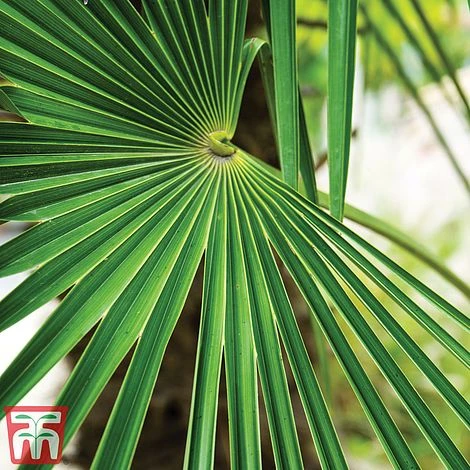 Trachycarpus Fortunei - Image 2