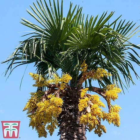 Trachycarpus Fortunei - Image 3