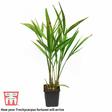 Trachycarpus Fortunei - Image 4