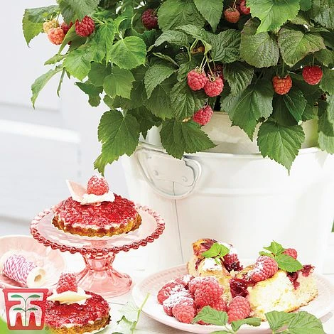Raspberry 'Yummy' - Image 3